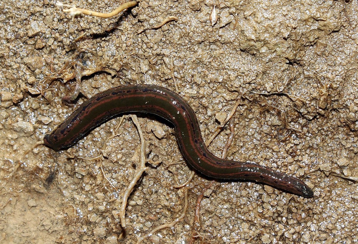 Some medicinal leeches (Hirudo medicinalis) are attractive animals.