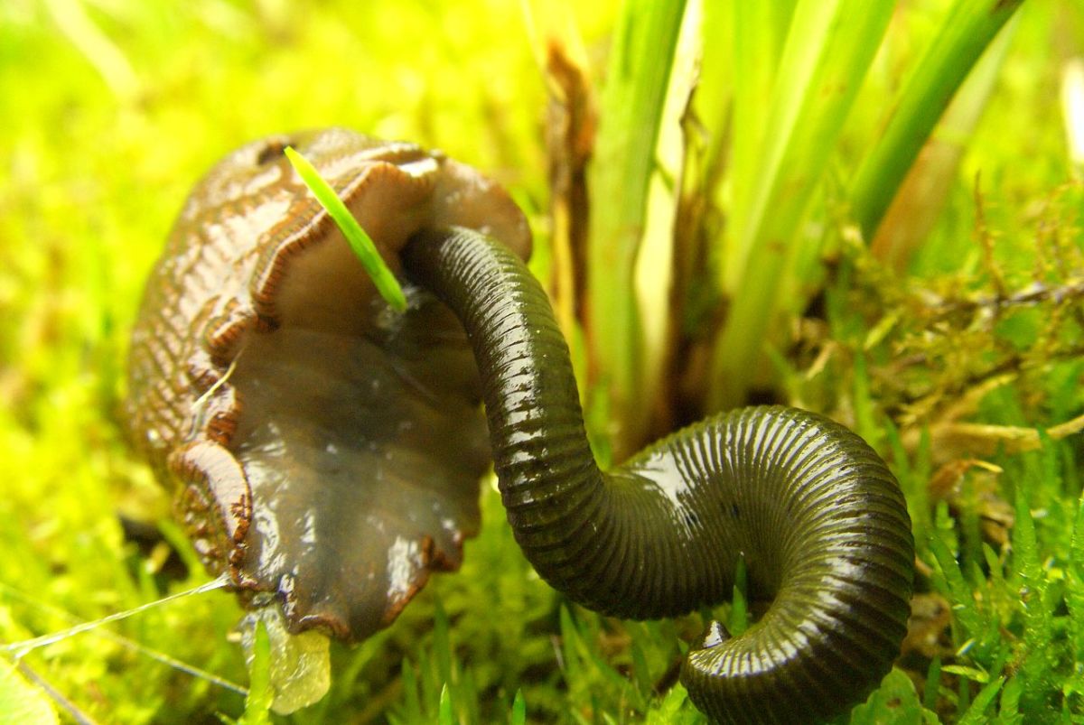 A terrestrial leach attacks a slug