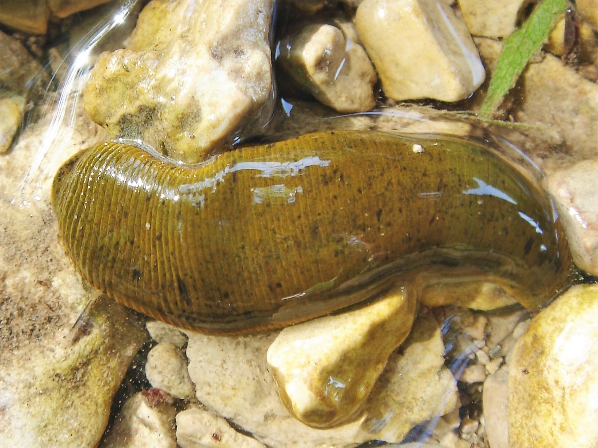 A wild species of leech in water