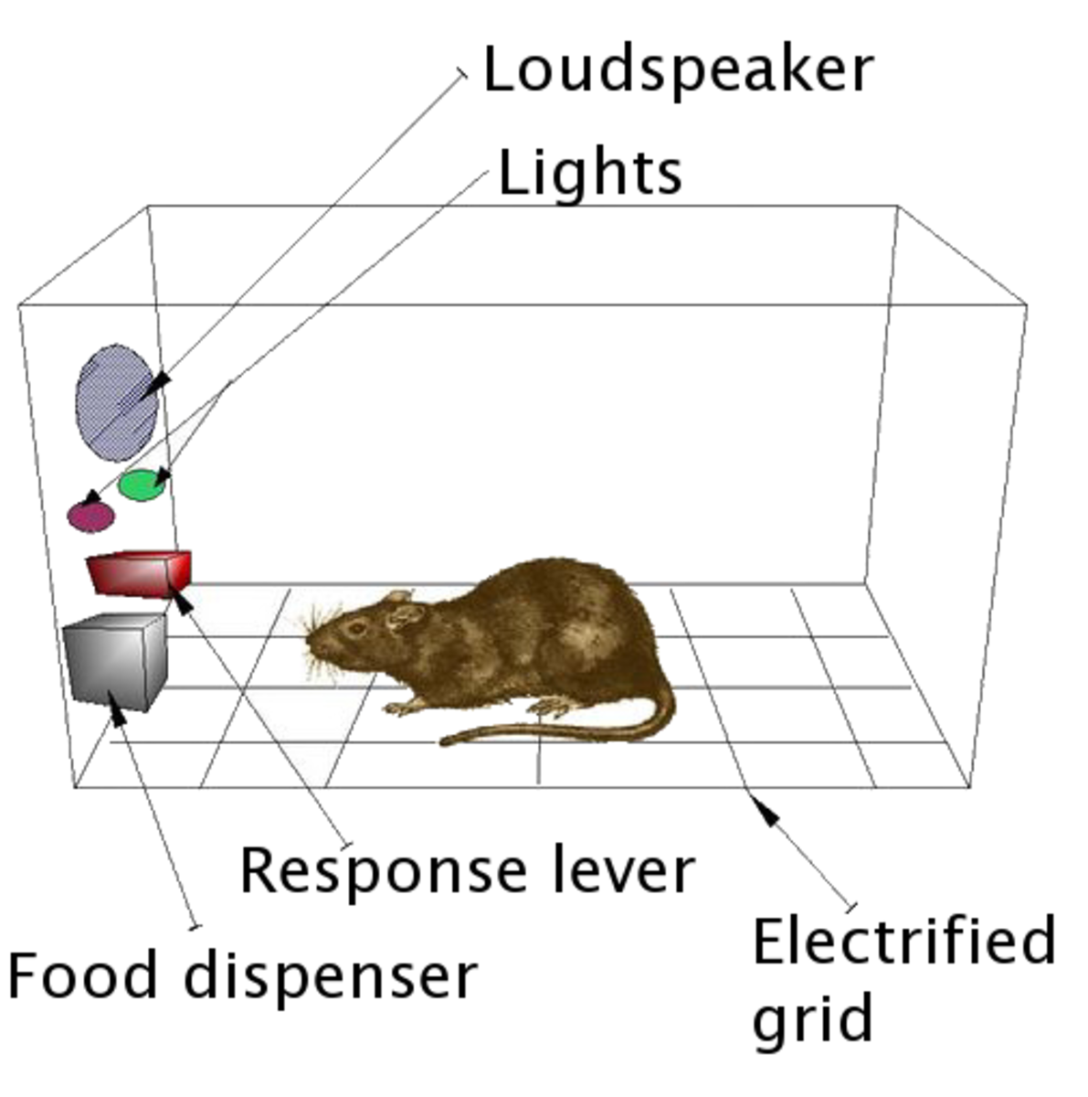 A rendering of a Skinner Box, wherein a rat is giving a variety of stimuli to reinforce certain behaviors. 