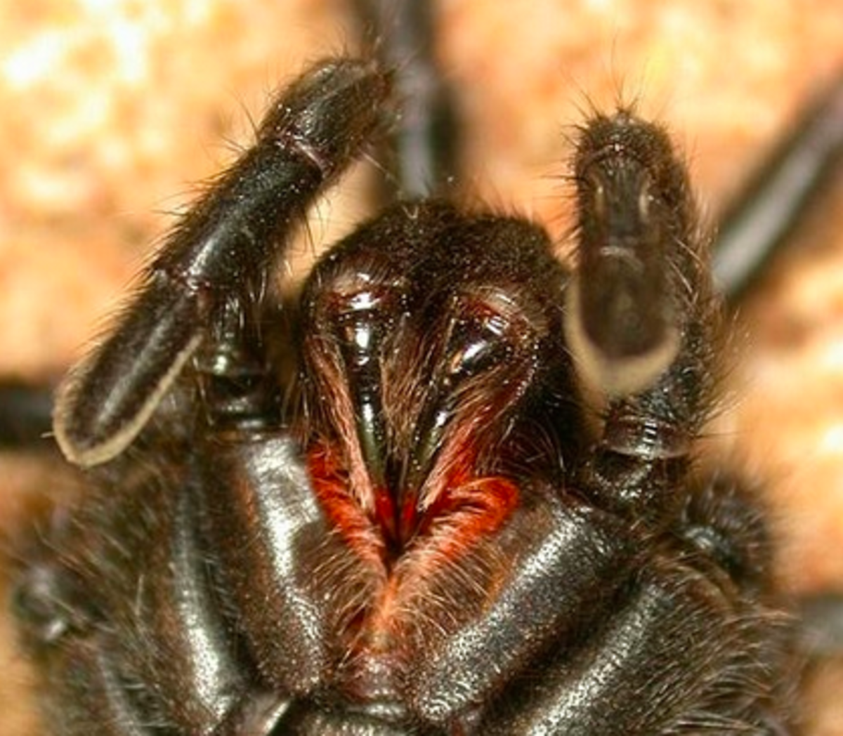 The huge fangs of the funnel-web spider.