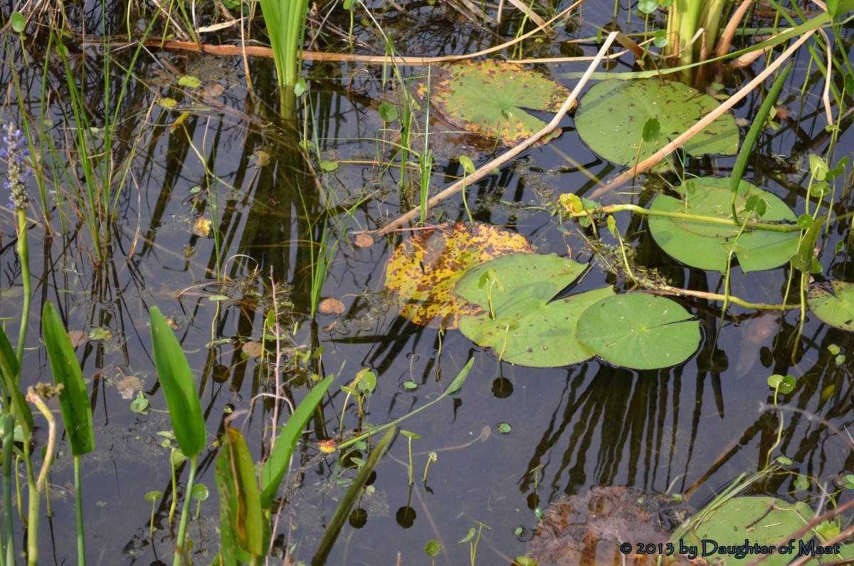 Lily pads are the perfect habitat for the development of the dragonfly during the aquatic nymph stage. Adult dragonflies will often congregate around this area as well.