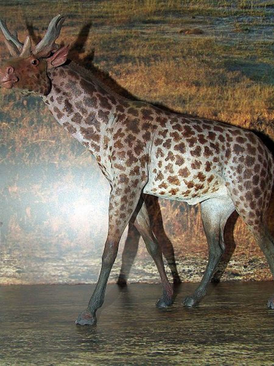 Sivatherium was a close relative of the giraffe but possessed antlers reminiscent of deer.
