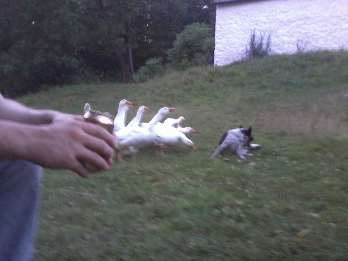 The geese even go after my dog, Honeybear (My apologies for the blurriness of this photo - Smartphone cameras don't do so well at sunset)