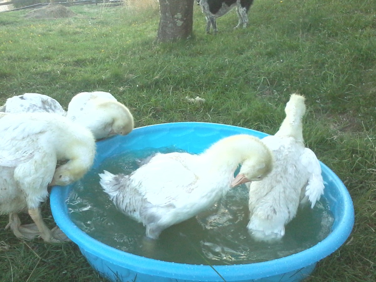 I used the geese to keep the grass down in the orchard this spring and early summer. I kept them interested in the area by providing them with a little pool to play in.