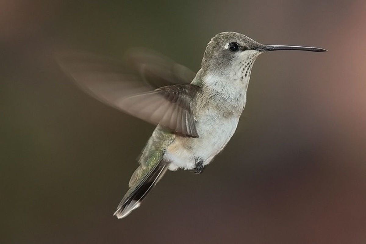 hummingbird-facts-and-symbolism