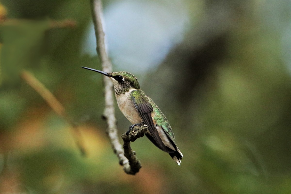 Hummingbird on branch