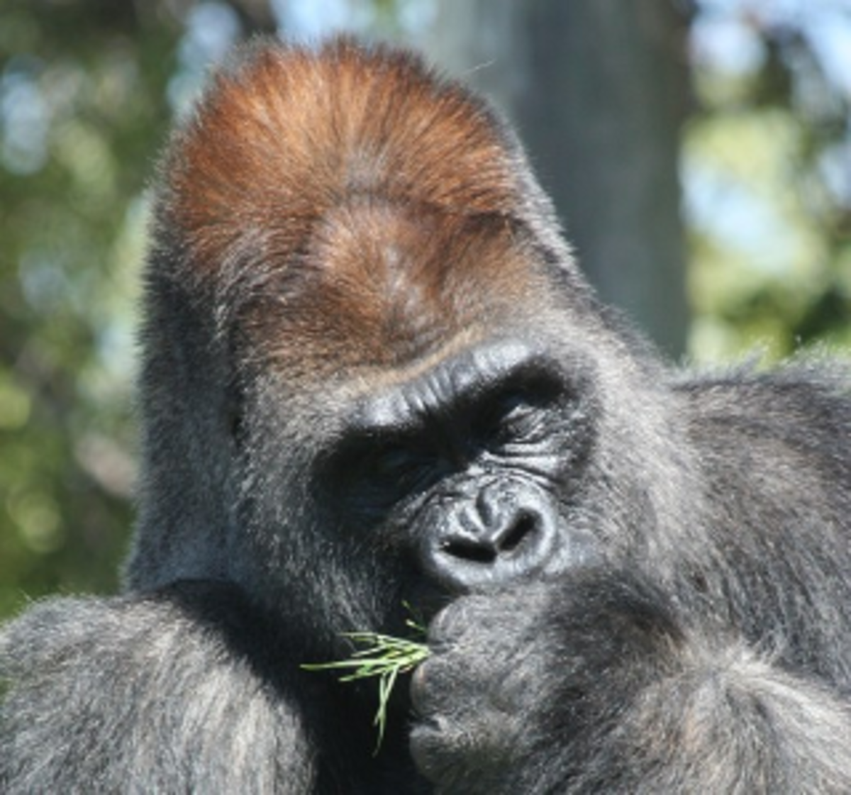 Names Of Animal Groups Males Females And Babies With A Little Humor Thrown In Owlcation