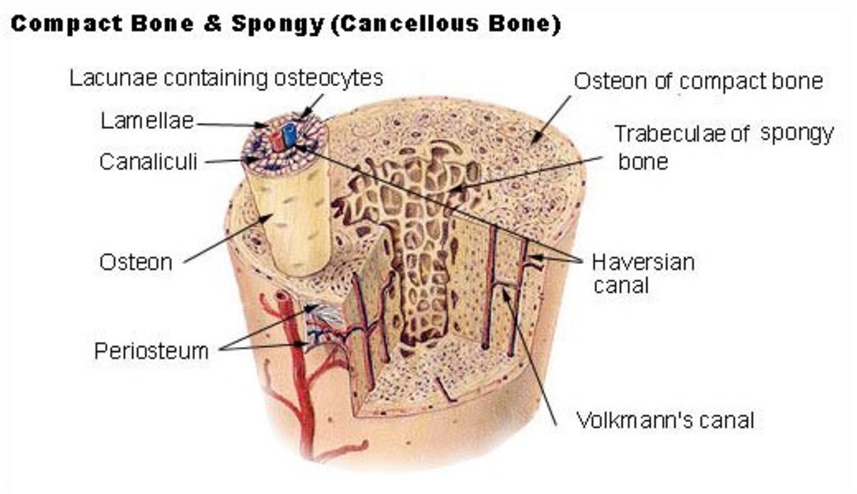 Volkmann's canals are horizontal channels in bone that contain blood vessels connecting the vessels in the Haversian canals to each other and to the periosteum. They are also known as perforating canals.