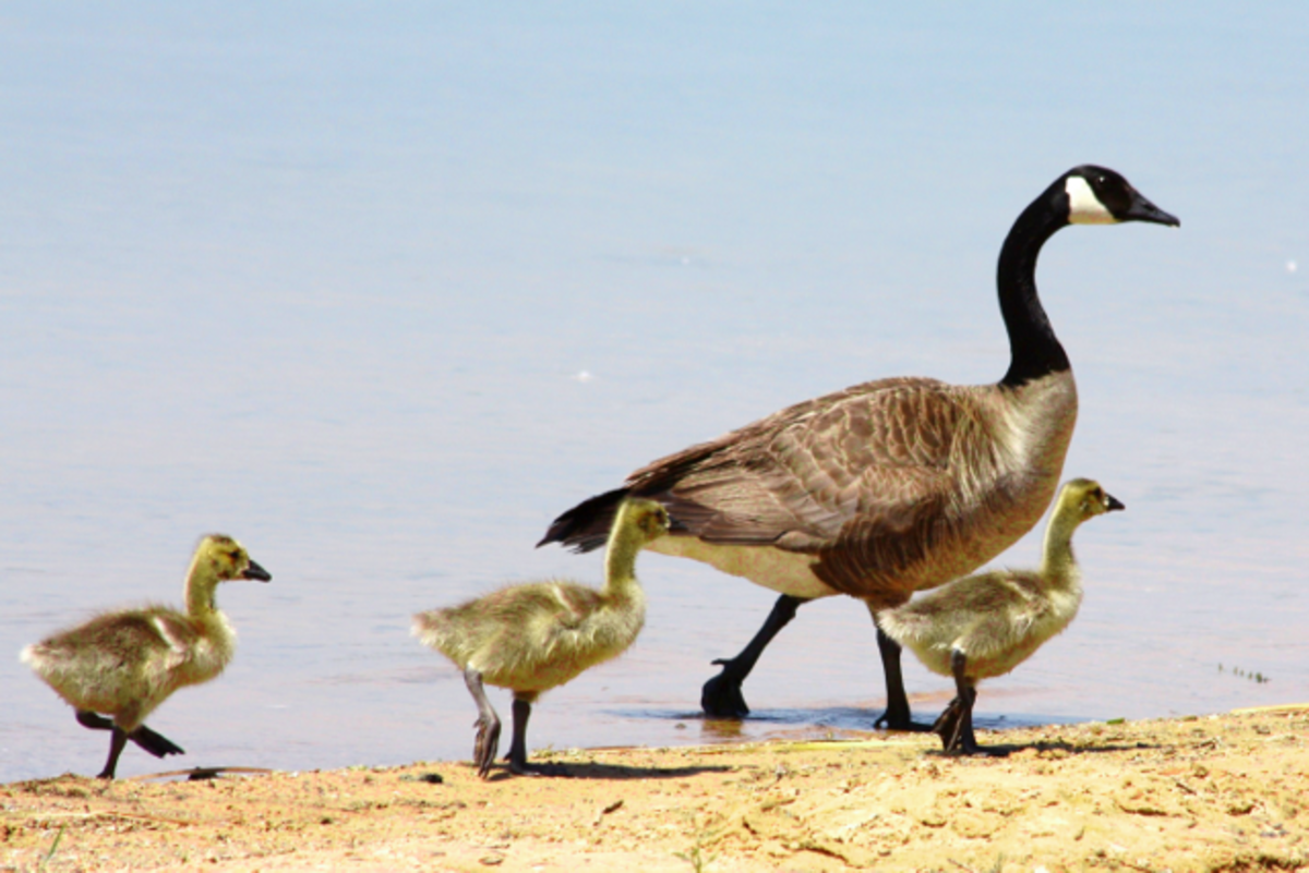 the-canada-goose-facts-and-information