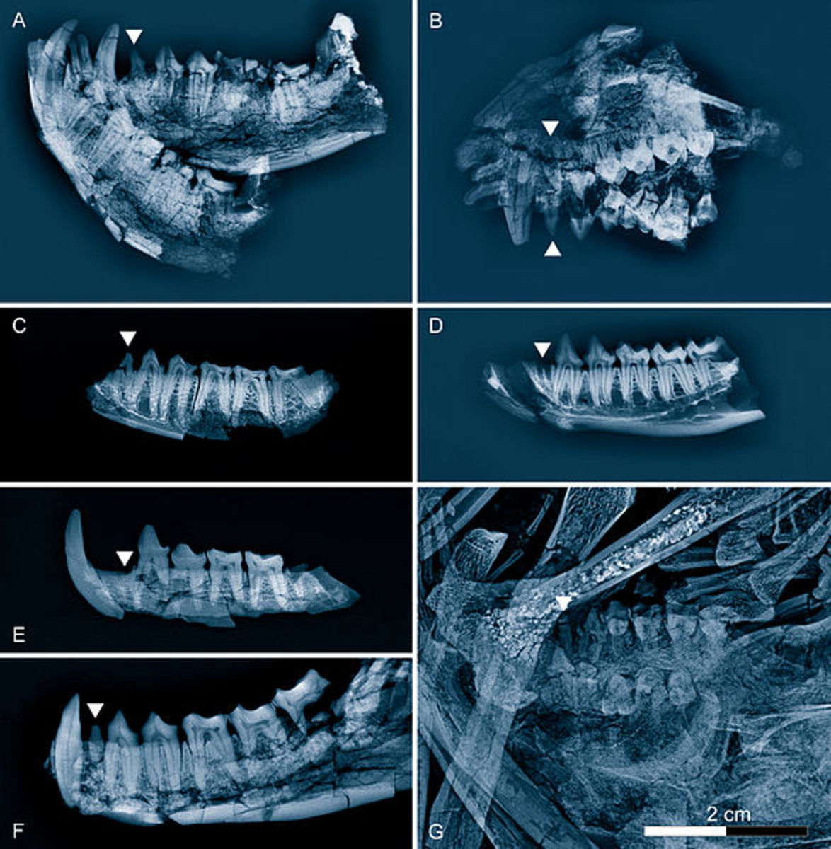 After the Dinosaurs Life in the Eocene Owlcation