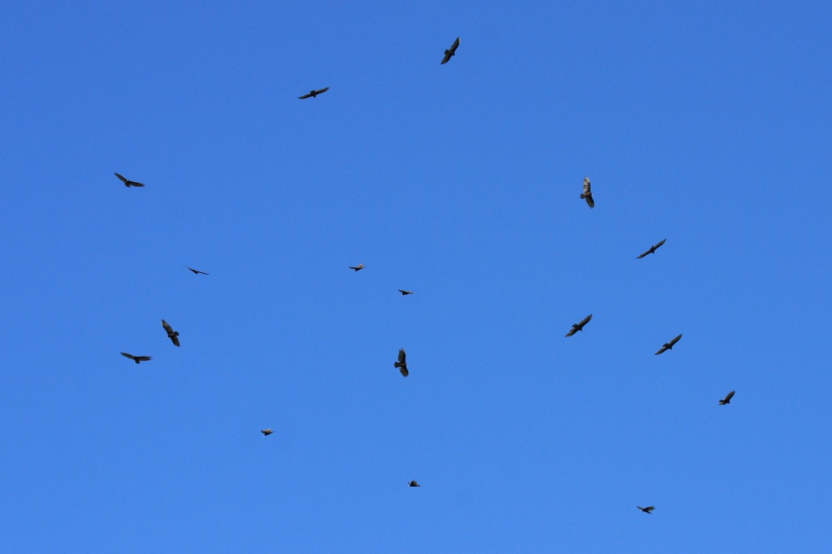 Everything You Wanted to Know About the Turkey Vulture - Owlcation