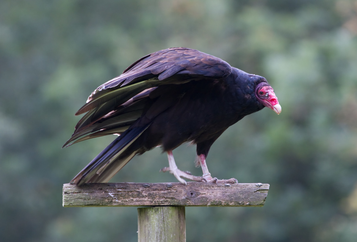 A Perched Turkey Vulture 