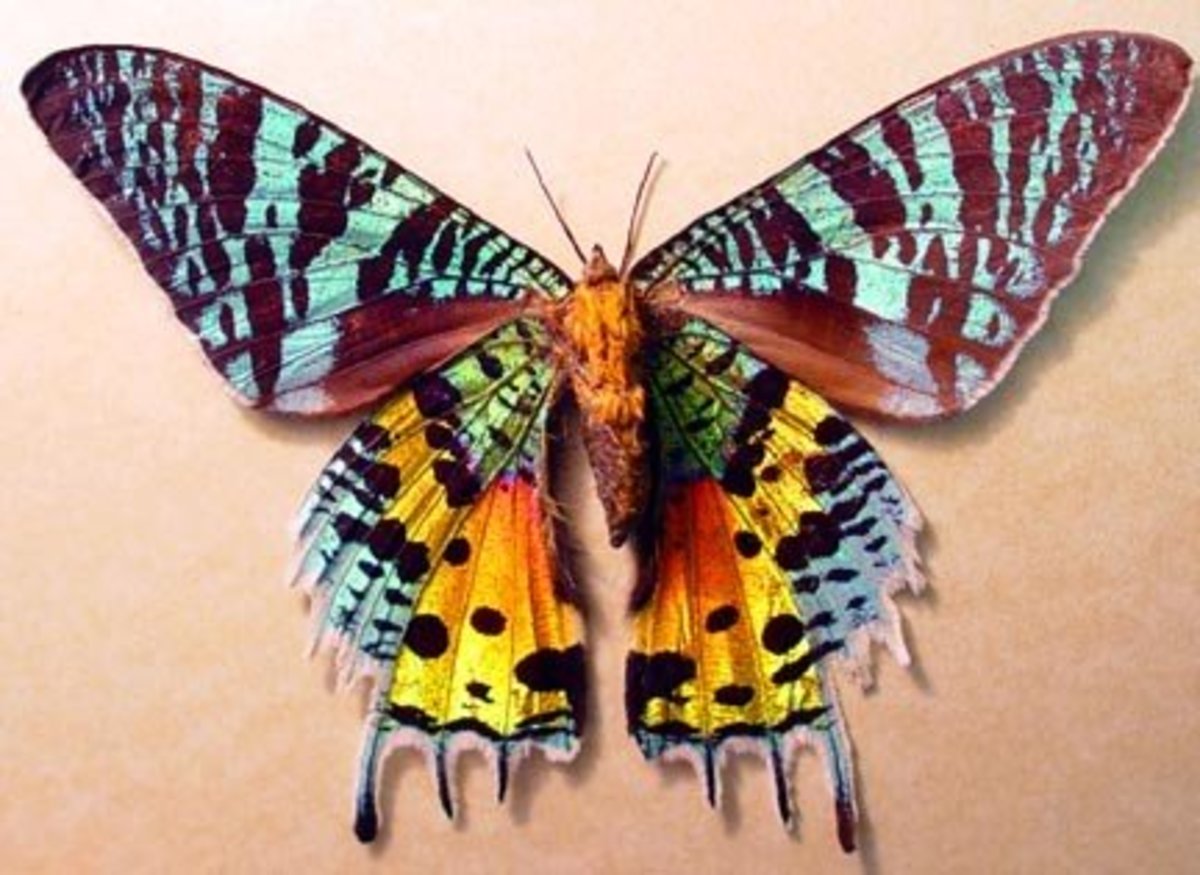 The immensely colorful Madagascan sunset moth.