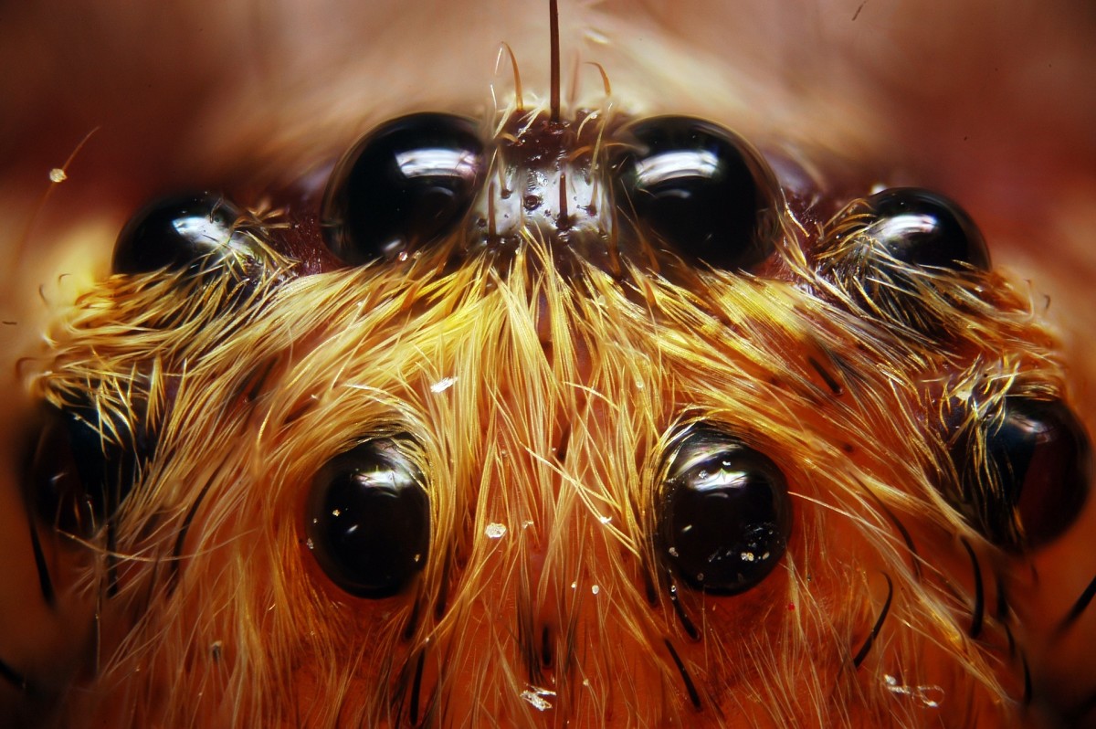 How Many Eyes Does A Spider Have What Do Spider Eyes Look Like 