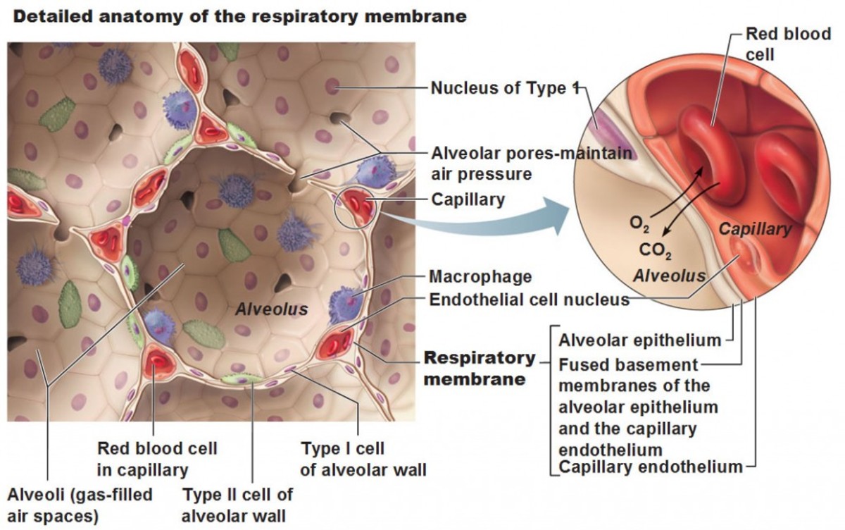 Respiratory Physiology An Introduction Owlcation 