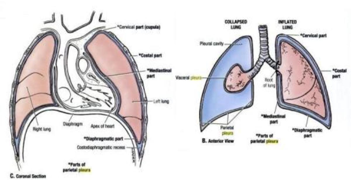 pulmonary-mechanics