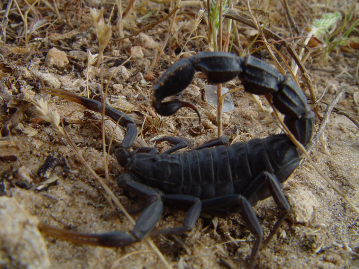 the-most-dangerous-scorpions-in-the-world