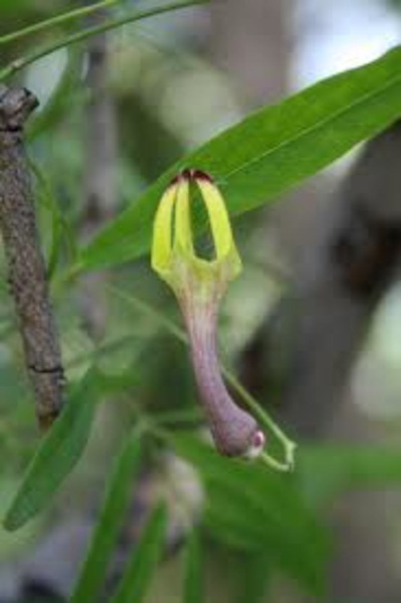 List of Rare and Endangered Indian Plants - Owlcation