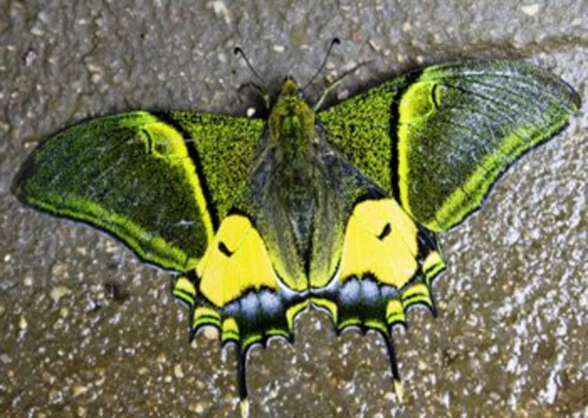 Top 10 Rare or Endangered Butterflies Owlcation