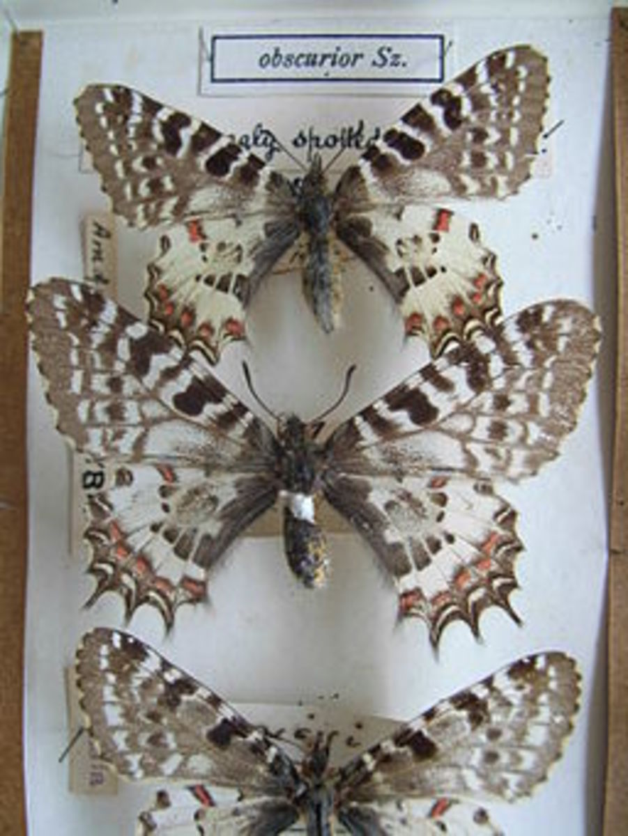 Top 10 Rare or Endangered Butterflies Owlcation