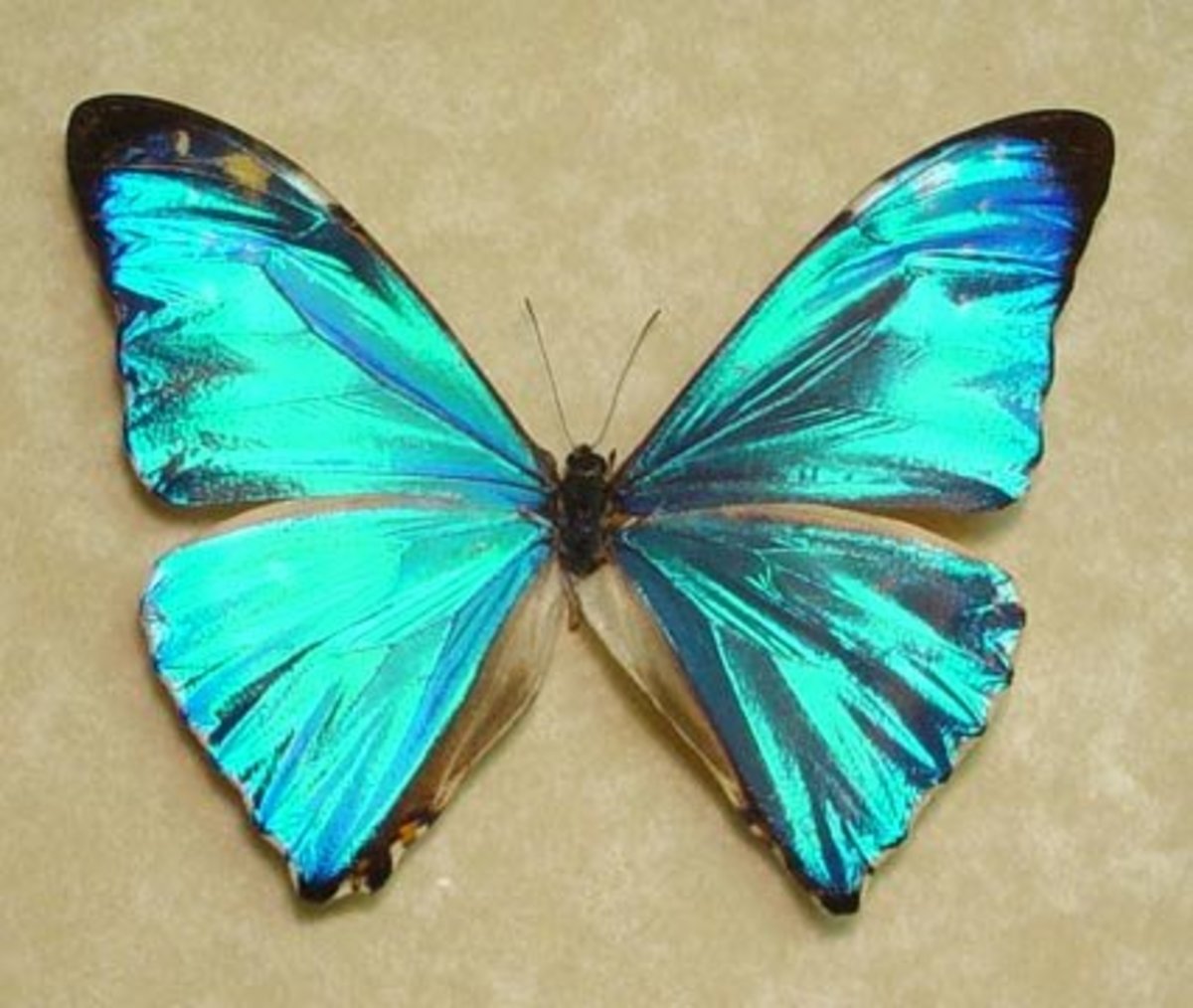 rarest butterfly in the world