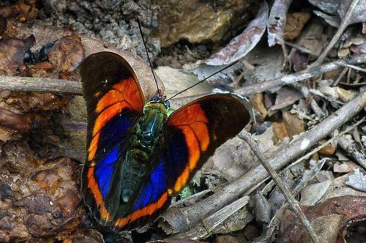 Top 10 Rare or Endangered Butterflies Owlcation