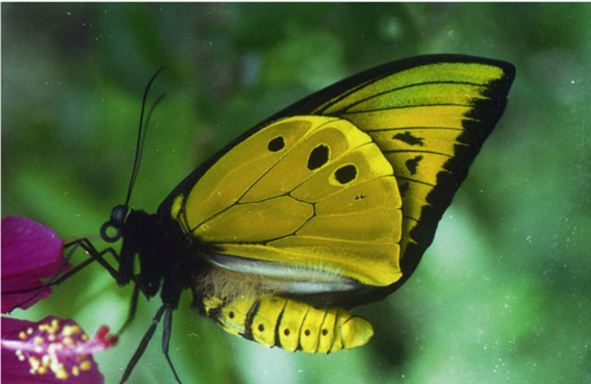 Top 10 Rare or Endangered Butterflies