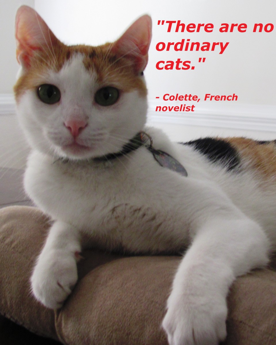 Famous Cat Lovers In History Owlcation