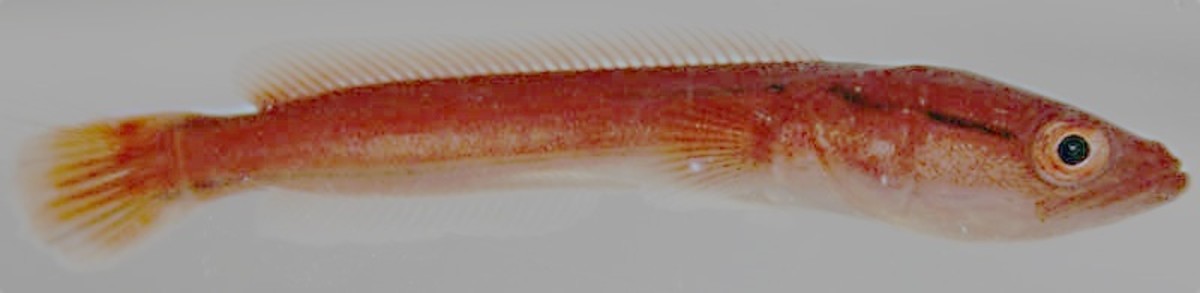 A fry of the giant snakehead; the young fish is about two weeks old
