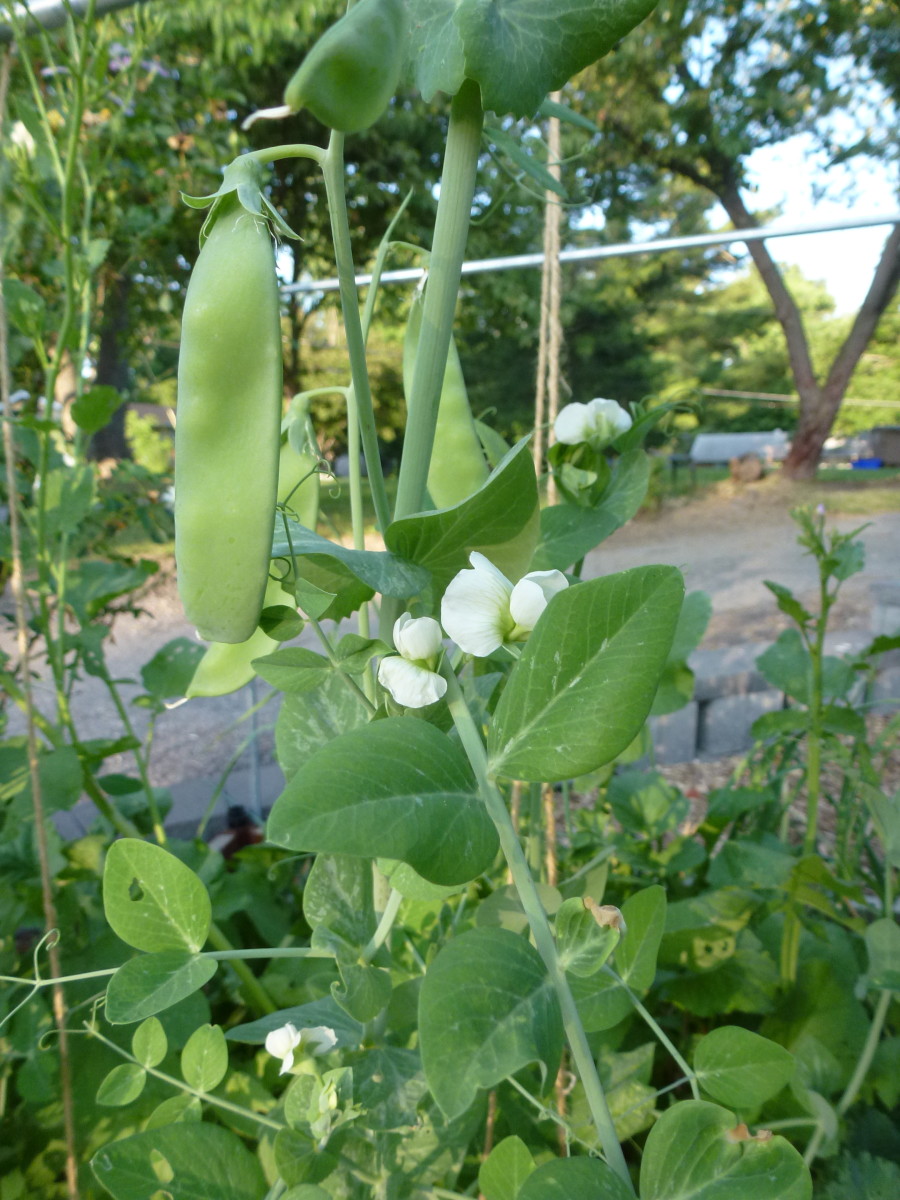 Why BlackEyed Peas Mean Good Luck Owlcation