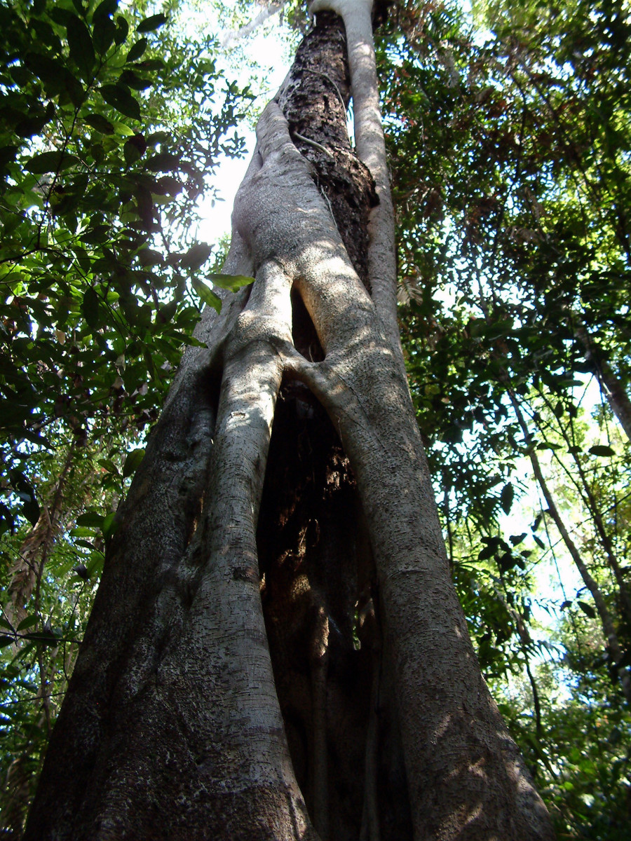 Some Ways Plants And Animals Adapt In Tropical Rainforests Owlcation