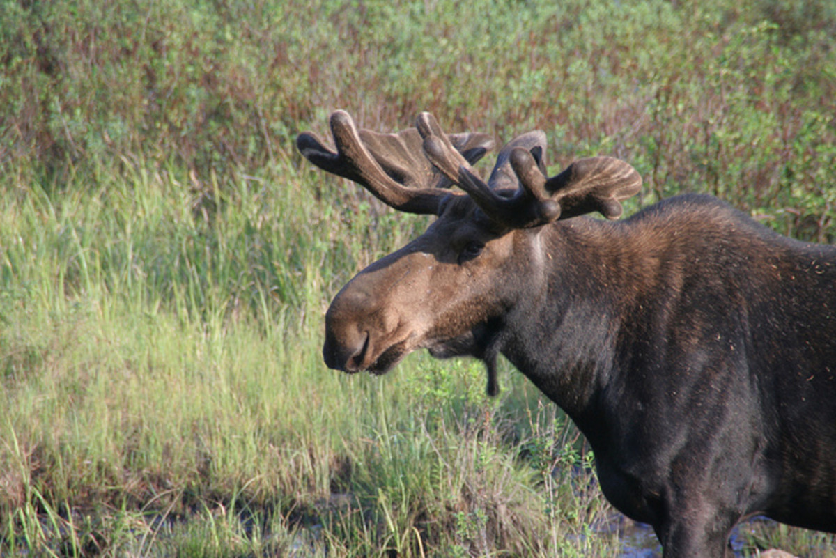 The final animal profile in this series featuring the big three mammals of Algonquin Park will focus on the largest mammal in the park, the moose.
