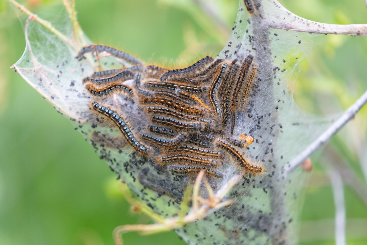 Furry Caterpillars An Identification Guide Owlcation