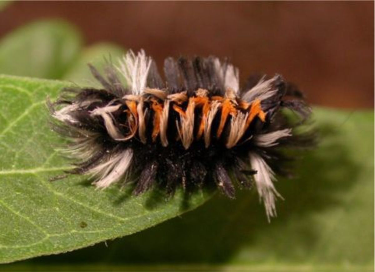 Furry Caterpillars An Identification Guide Owlcation