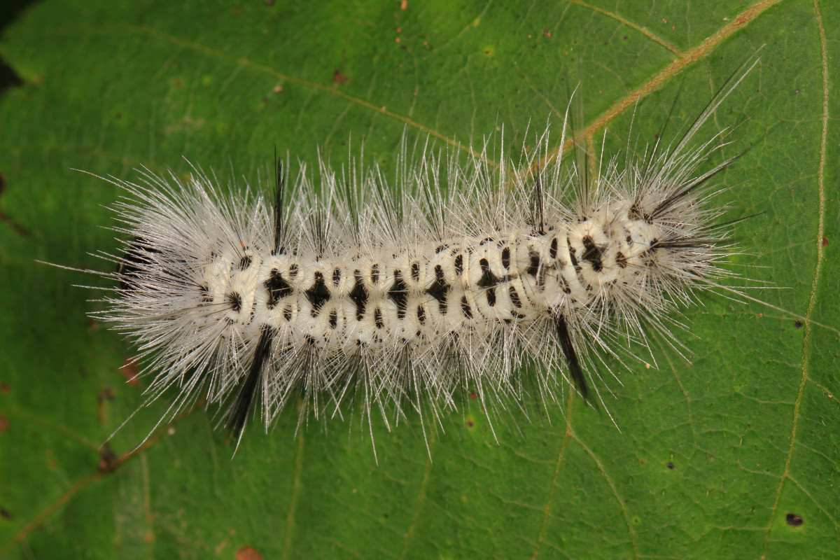 Hickory Tussock Moth Caterpillar 
