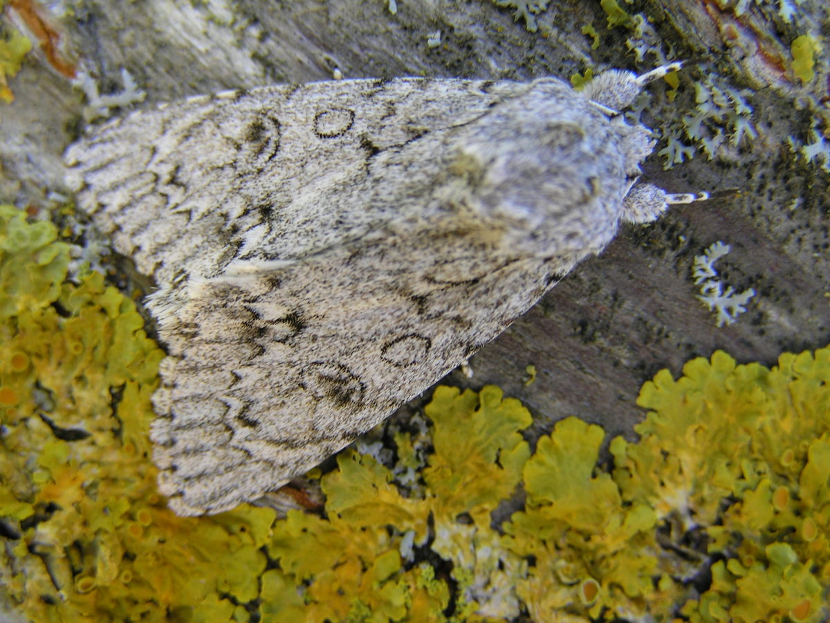 Sycamore Moth
