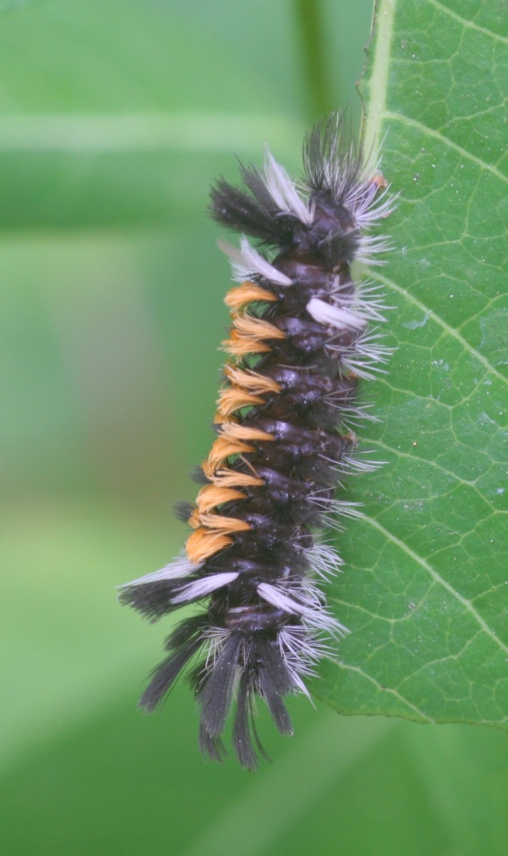 Milkweed Tiger Moth Caterpillar 