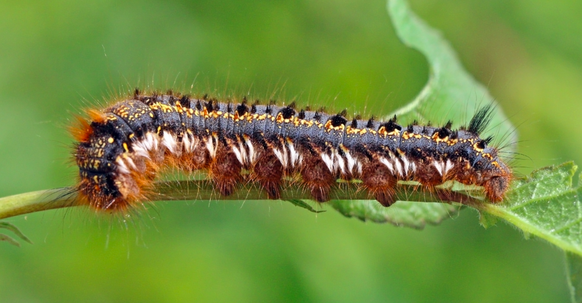 furry-caterpillar