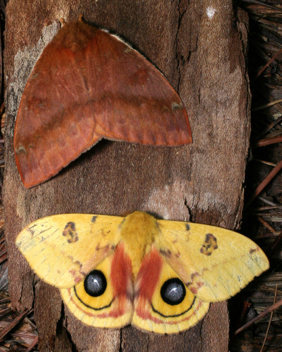 Female (Upper) and Male (Lower) Io Moths