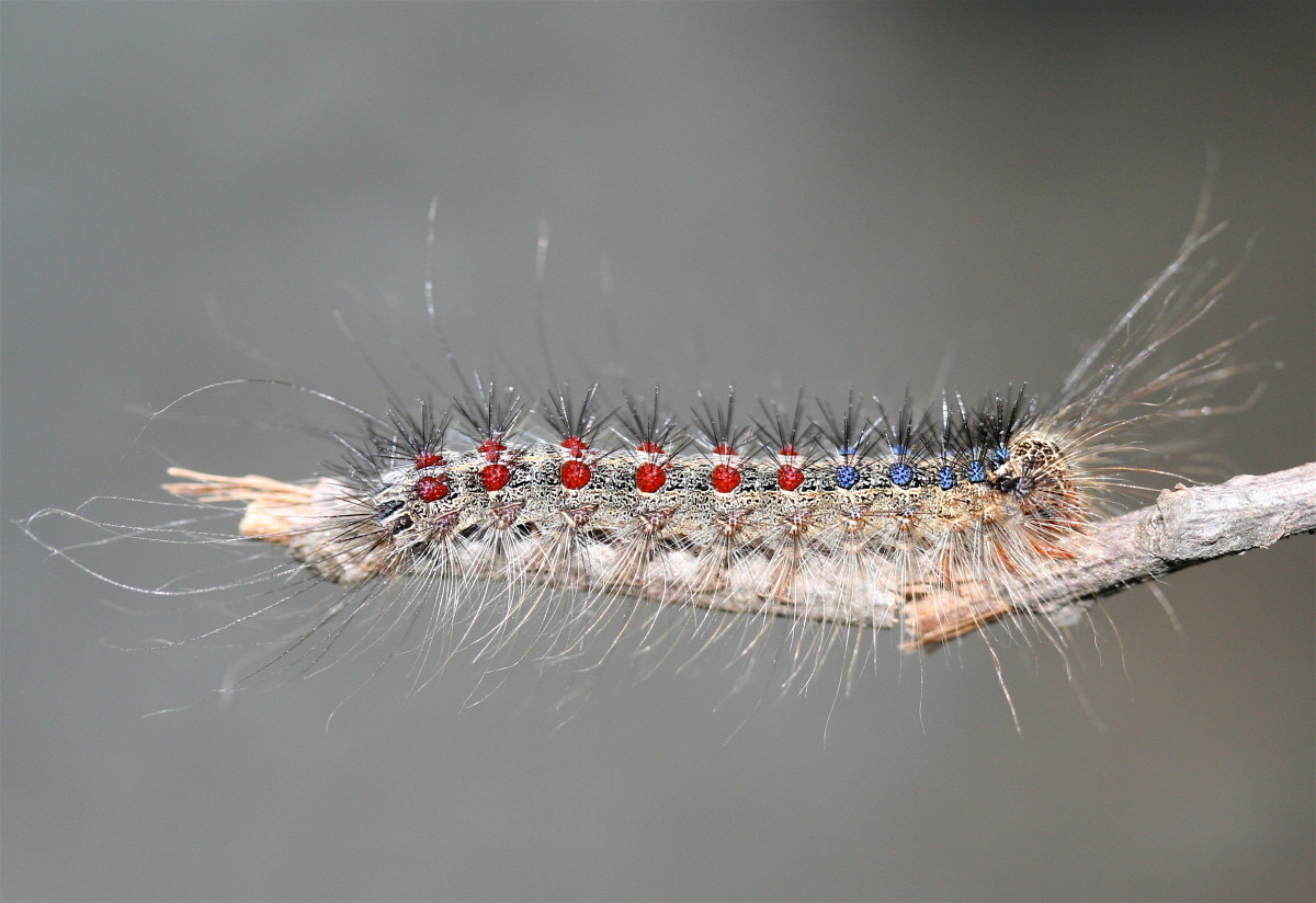 fuzzy brown caterpillar identification