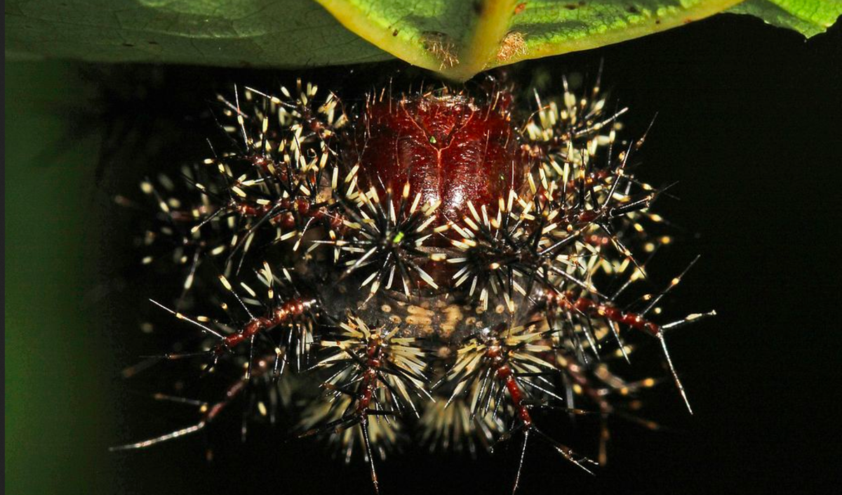 Buck moth caterpillar showing toxic spines