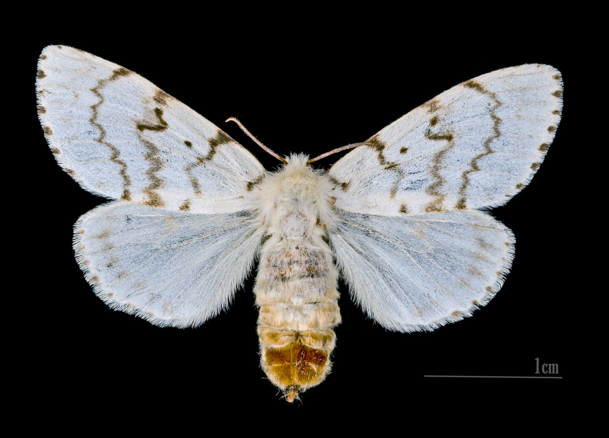 Female European Gypsy Moth