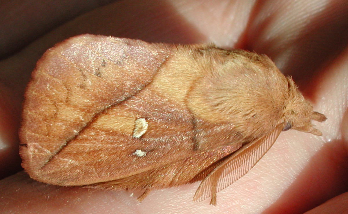 The drinker moth