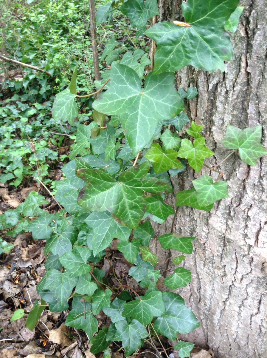 English ivy climbing up a tree trunk