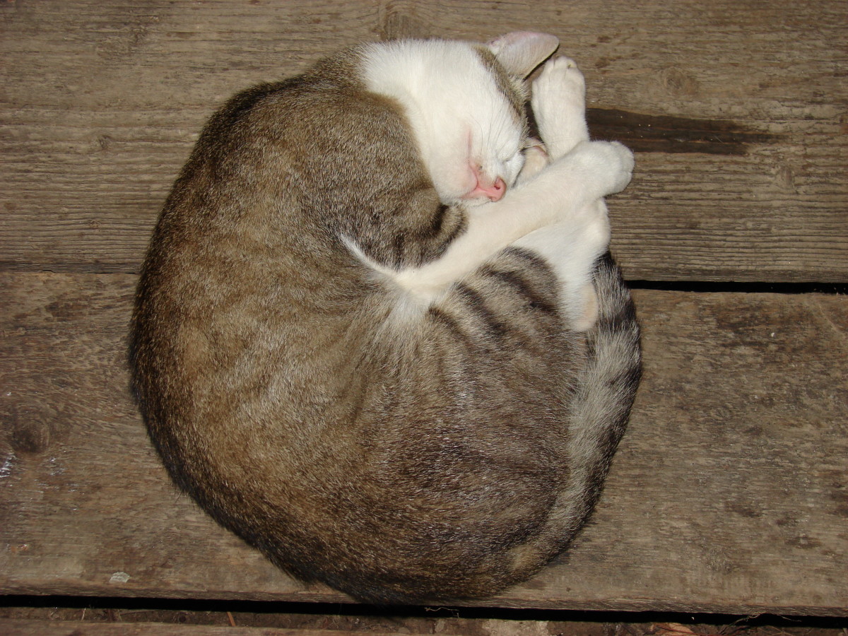 Cat Mathematics The Cat's Meow, Population Growth, & Cat Geometry