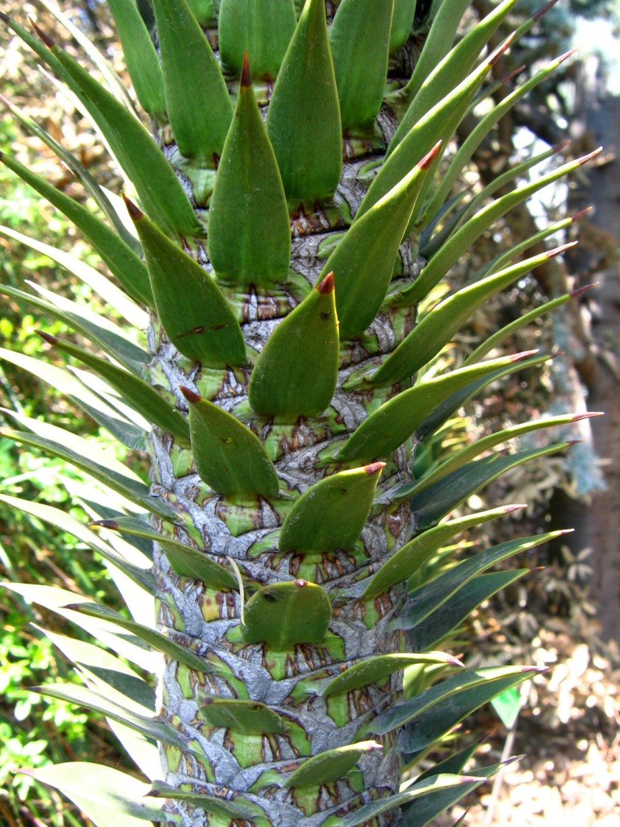 Spiny leaves growing on the trunk of a very young monkey puzzle tree