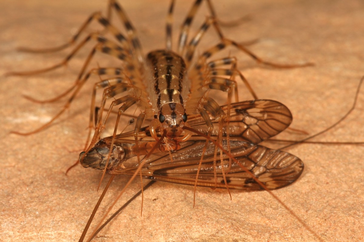 A house centipede with its prey.