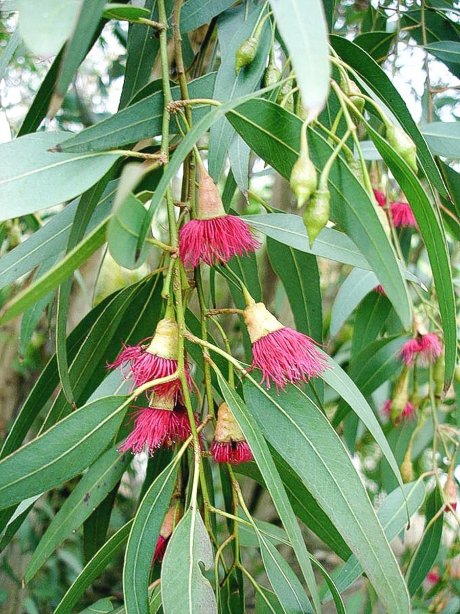 The beautiful "Rosea" variety of Eucalyptus leucoxylon; the pink tassels are the stamens