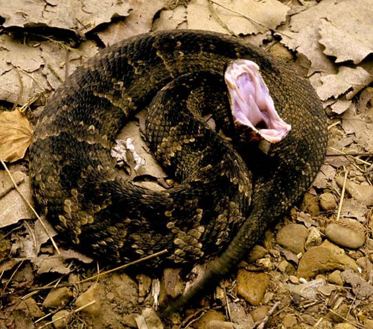 A venomous snake native to the southern range of North America, frequenting stream beds and riverbanks.